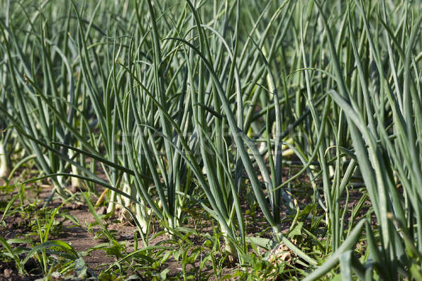 sprouts green onions Stock photo © avq