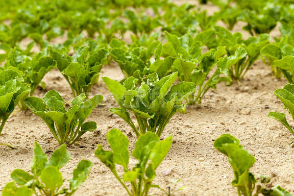 young beet greens Stock photo © avq