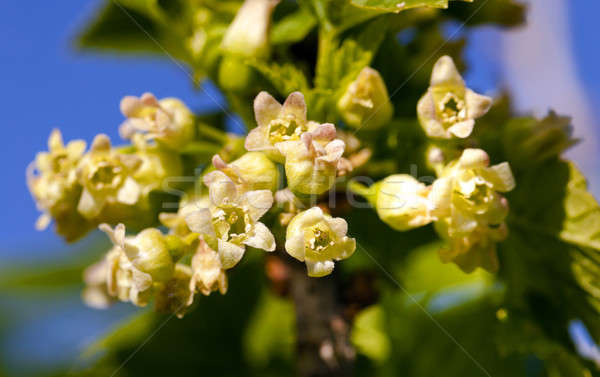 Stockfoto: Bloemen · klein · natuur · blad