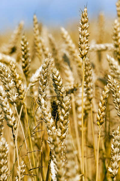 Stock photo: ripened cereals  