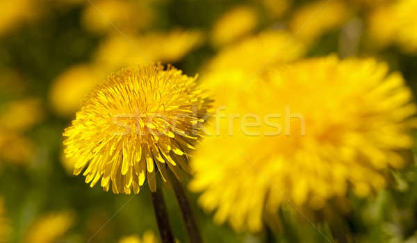 Stockfoto: Paardebloem · gele · bloemen · gras · licht · zomer