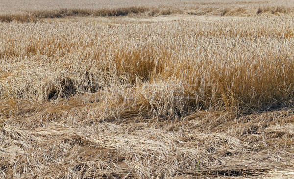 Elpusztított gabonafélék időjárás mezőgazdaság kicsi ipar Stock fotó © avq