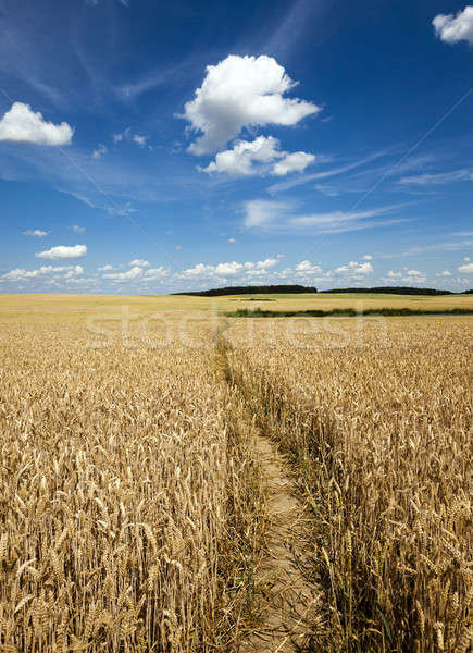 footpath in the field   Stock photo © avq