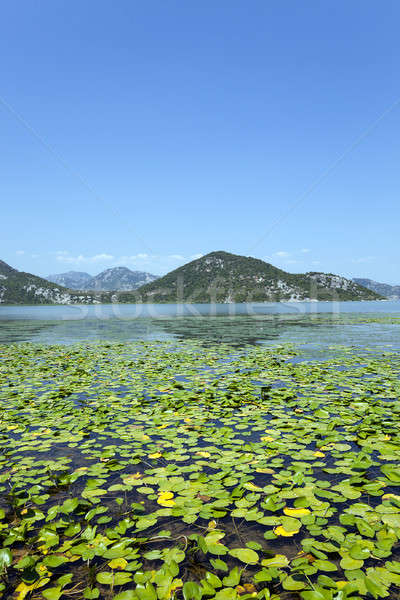 See Montenegro Sommerzeit Jahr Wasser grünen Stock foto © avq