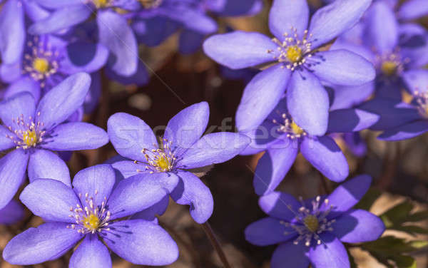 Fleurs du printemps première violette couleur faible fleur [[stock_photo]] © avq