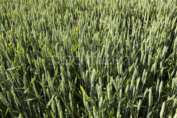 農業の フィールド 小麦 クローズアップ 未熟 緑 ストックフォト © avq