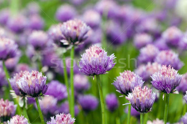 garlic flower   Stock photo © avq