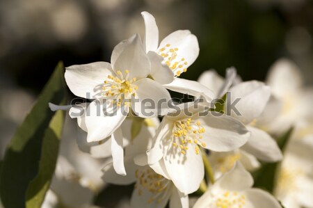 jasmine flower   Stock photo © avq