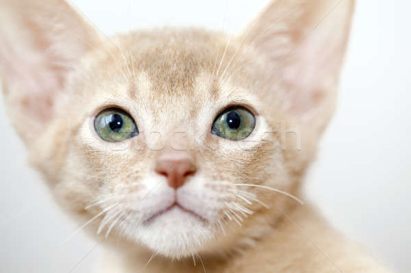 Pisoi copil natură pisică Imagine de stoc © avq