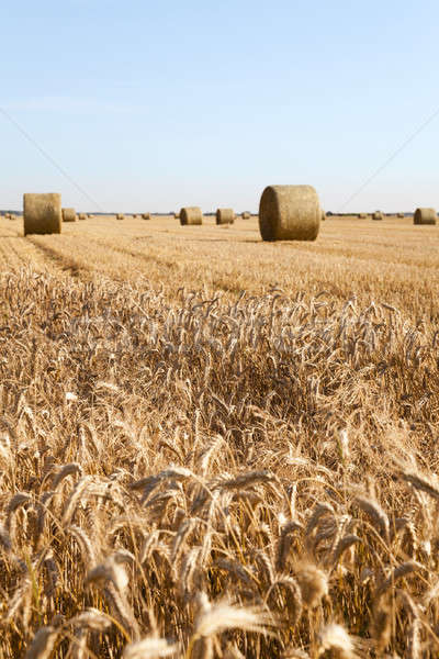 Agricol câmp peisaj vară culoare agricultură Imagine de stoc © avq