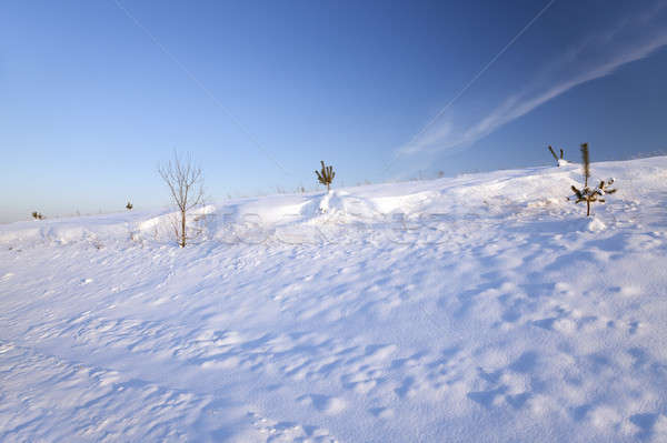 Dziedzinie pokryty biały śniegu sezon zimowy niebo Zdjęcia stock © avq