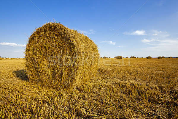 Imagine de stoc: Agricol · câmp · creşte · in · sus · recoltare · grâu