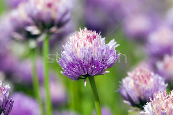 Stock photo: garlic flower  