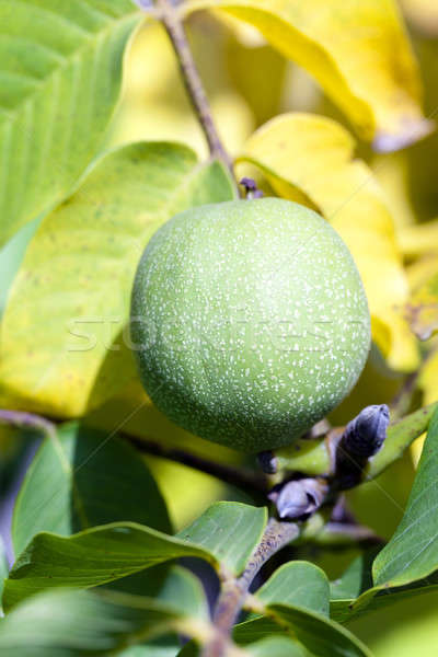 walnut   Stock photo © avq