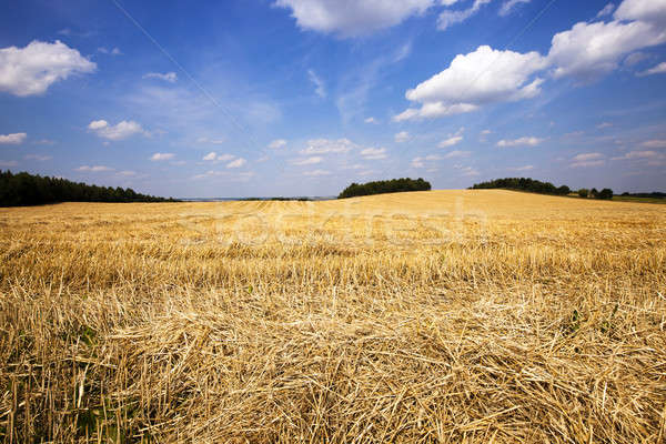 Pszenicy dojrzały pole pszenicy Błękitne niebo chmury niebo Zdjęcia stock © avq