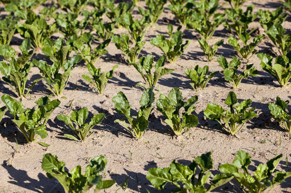 field with beetroot Stock photo © avq