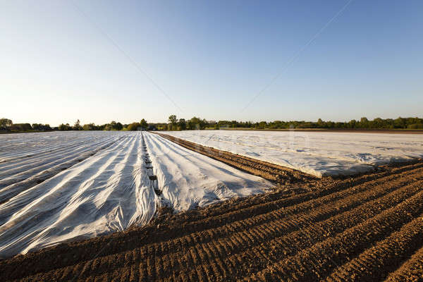 Foto stock: Campo · agrícola · materialismo · estufa · mentiras · negócio