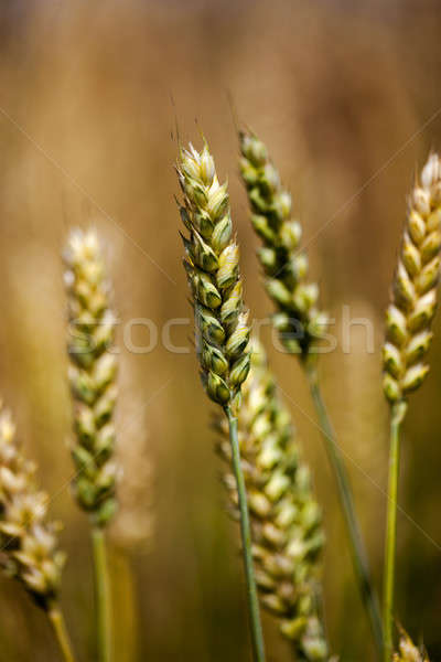 cereals   Stock photo © avq