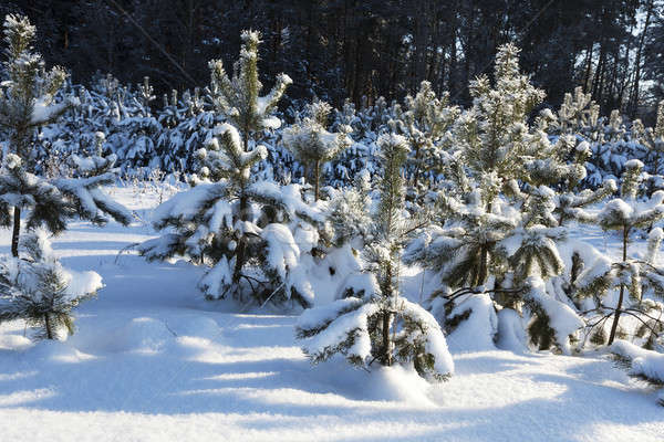 зима зимний сезон лес природы облаке цвета Сток-фото © avq