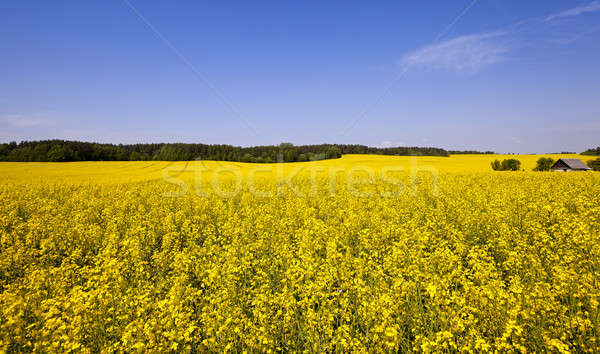 Stock fotó: Virágzó · nemi · erőszak · mezőgazdasági · mező · virágok · kék · ég