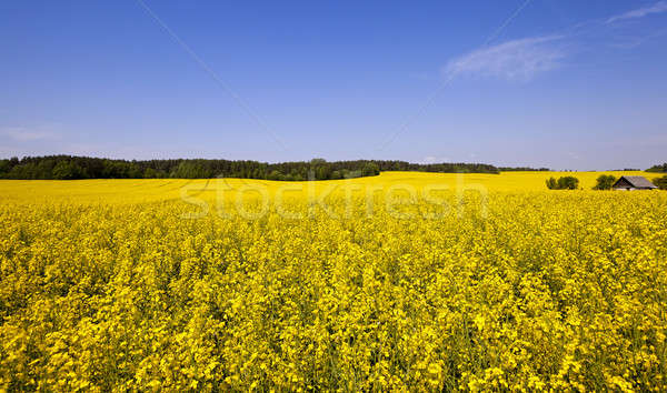 Photo stock: Floraison · viol · agricole · domaine · fleurs · ciel · bleu