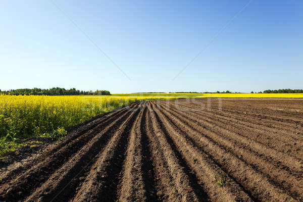agriculture   Stock photo © avq