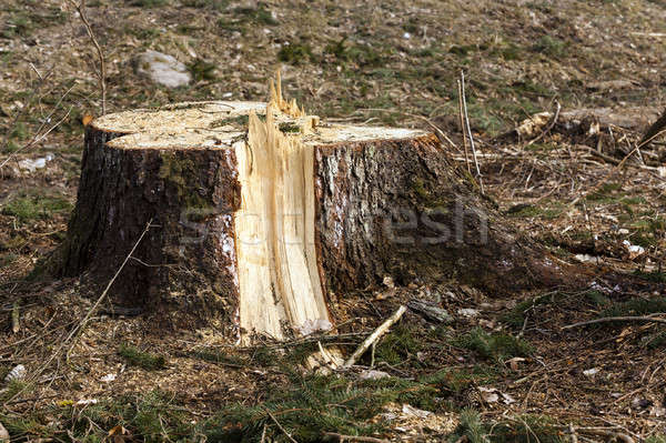 Alten Bäume wenig Baum Holz Stock foto © avq