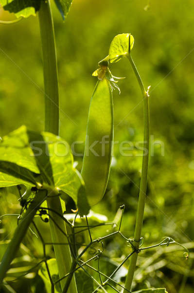 peas sprouts   Stock photo © avq