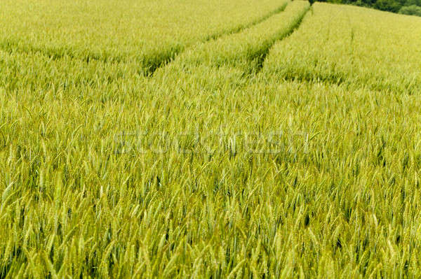 Stok fotoğraf: çiçekli · buğday · yeşil · kulaklar · tarım · alan