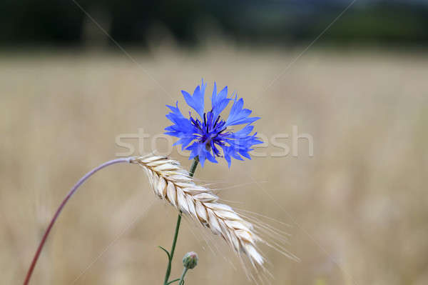 Stock photo: cornflower 