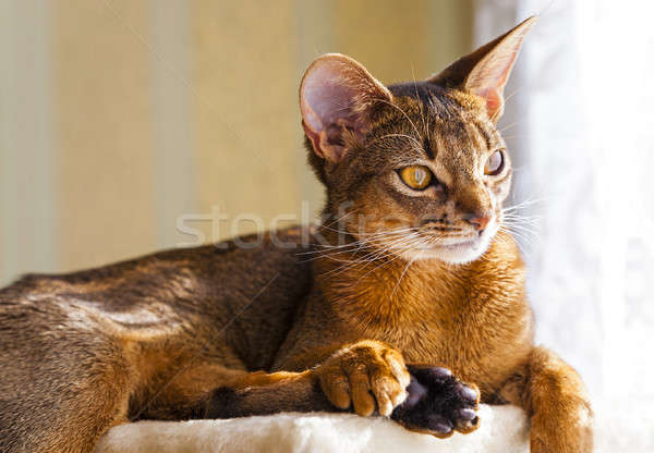 Abyssinian cat   Stock photo © avq