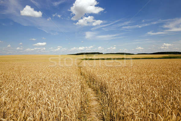 footpath in the field   Stock photo © avq