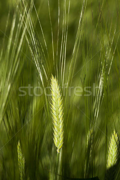 green cereals, close-up Stock photo © avq