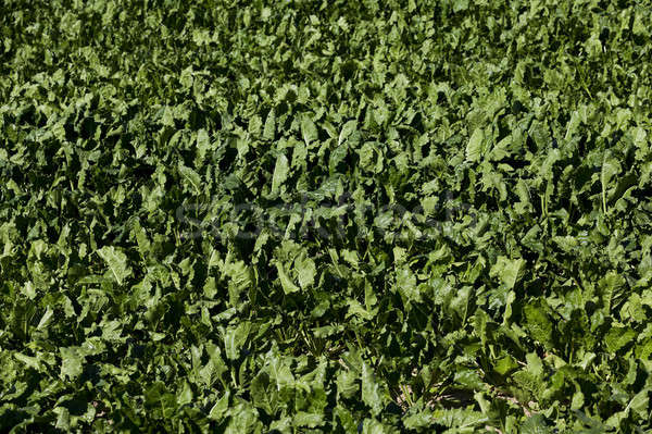 Field with sugar beet Stock photo © avq