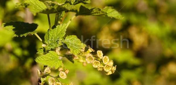 Stockfoto: Bloemen · klein · natuur · blad