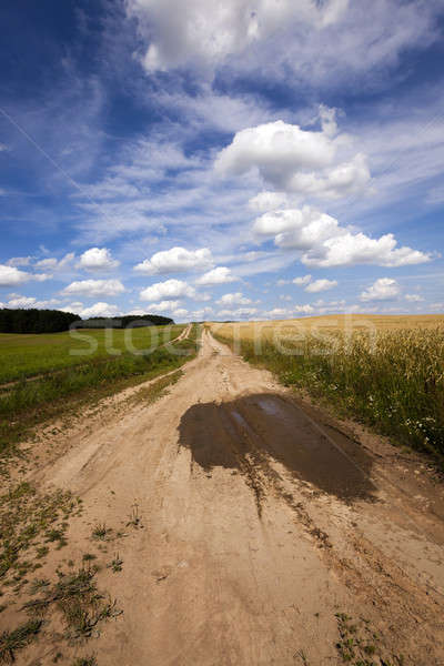 the rural road   Stock photo © avq