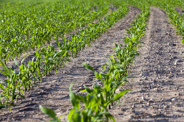 Kukorica mező nyár mezőgazdasági zöld éretlen Stock fotó © avq