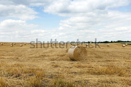 [[stock_photo]]: Agricole · domaine · céréales · alimentaire · paysage