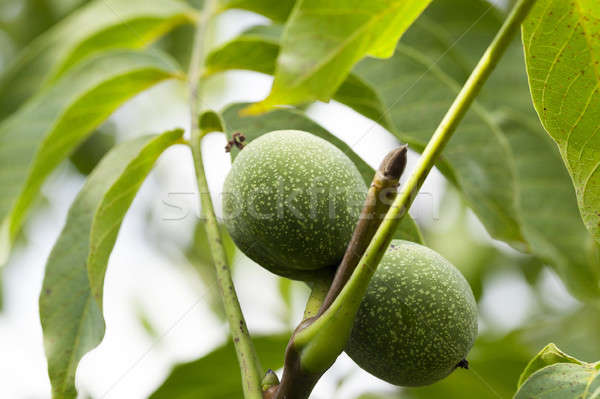 unripe green walnuts Stock photo © avq