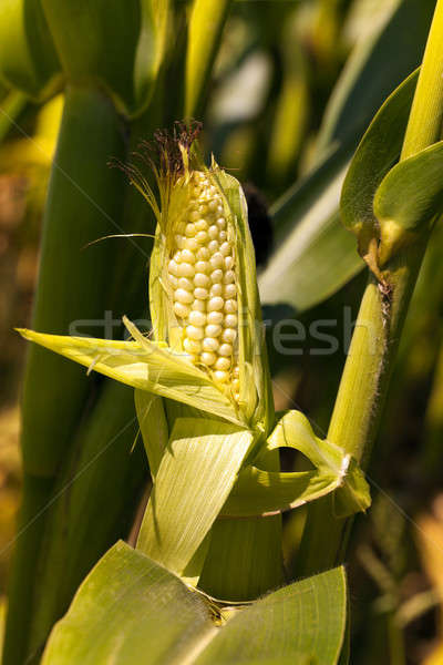 Сток-фото: кукурузы · не · продовольствие · лет