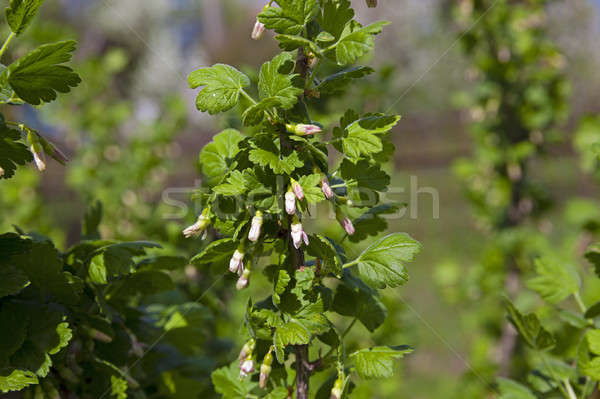 currant blossoming   Stock photo © avq