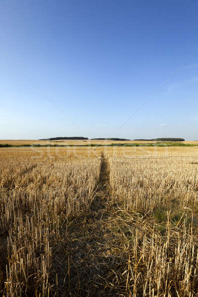 path in the agricultural field  Stock photo © avq