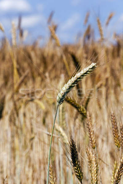 Stock photo: wheat ears  