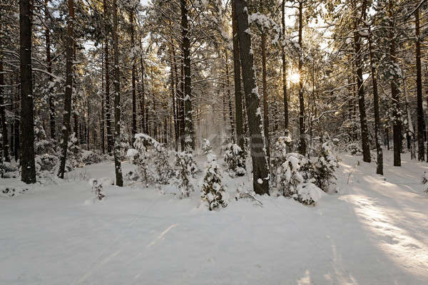 winter trees  Stock photo © avq