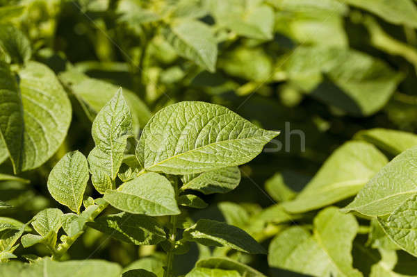 leaf of potatoes   Stock photo © avq
