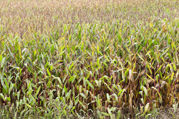 Сток-фото: зрелый · кукурузы · сельскохозяйственный · области · зерновые