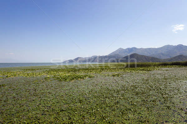 Lac Monténégro été année eau forêt [[stock_photo]] © avq