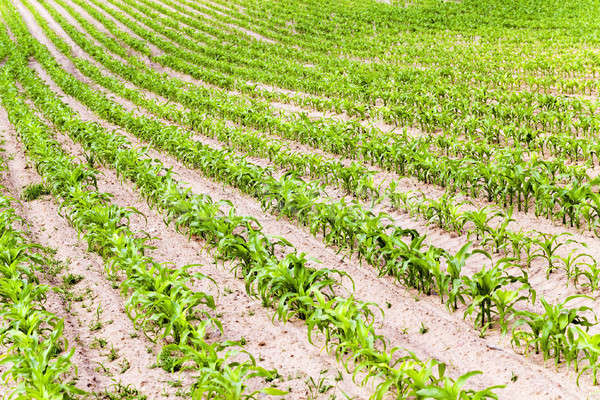кукурузы растений весны сельскохозяйственный области взрослый Сток-фото © avq
