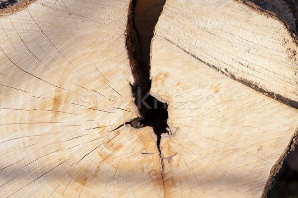 the sawn tree  Stock photo © avq