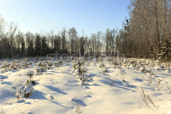 Stock foto: Winter · Wintersaison · Wald · Natur · Wolke · Farbe